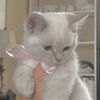 thirteenxcats